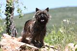 CAIRN TERRIER 461